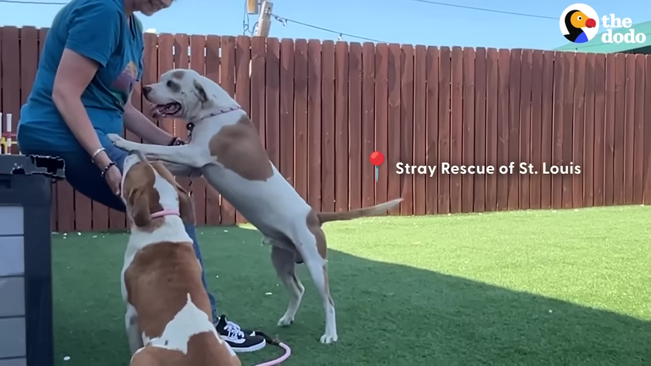 Two brown and white dogs in a grassy yard with a wooden fence, one standing on its hind legs leaning against a seated person in a blue shirt, and the other sitting nearby.
