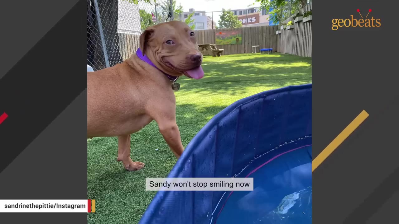 A tan pit bull with a purple collar smiles widely with her tongue out, standing on green turf next to a blue plastic pool.