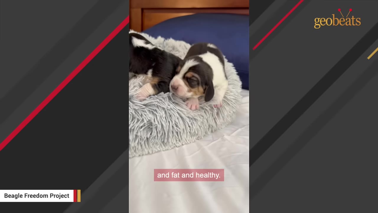 Two small black, white, and brown beagle puppies resting on a fluffy grey pet bed on a white sheet.