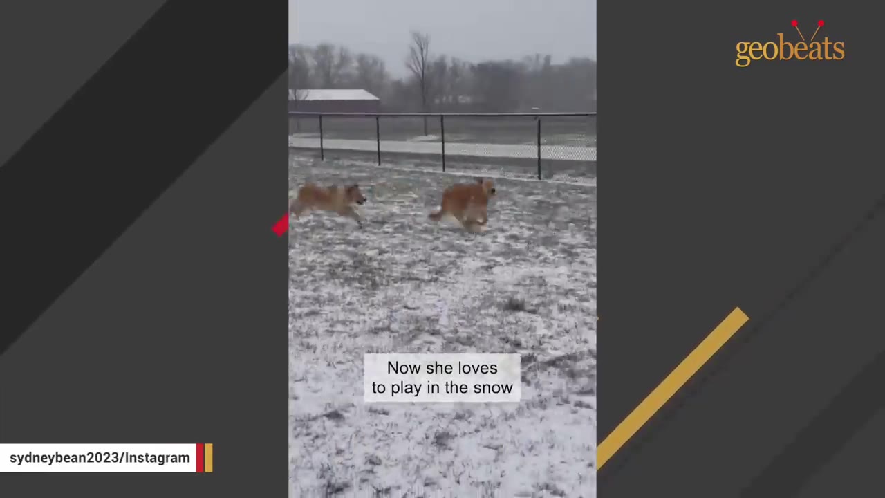 Two golden retriever dogs running and playing together in a snowy field.
