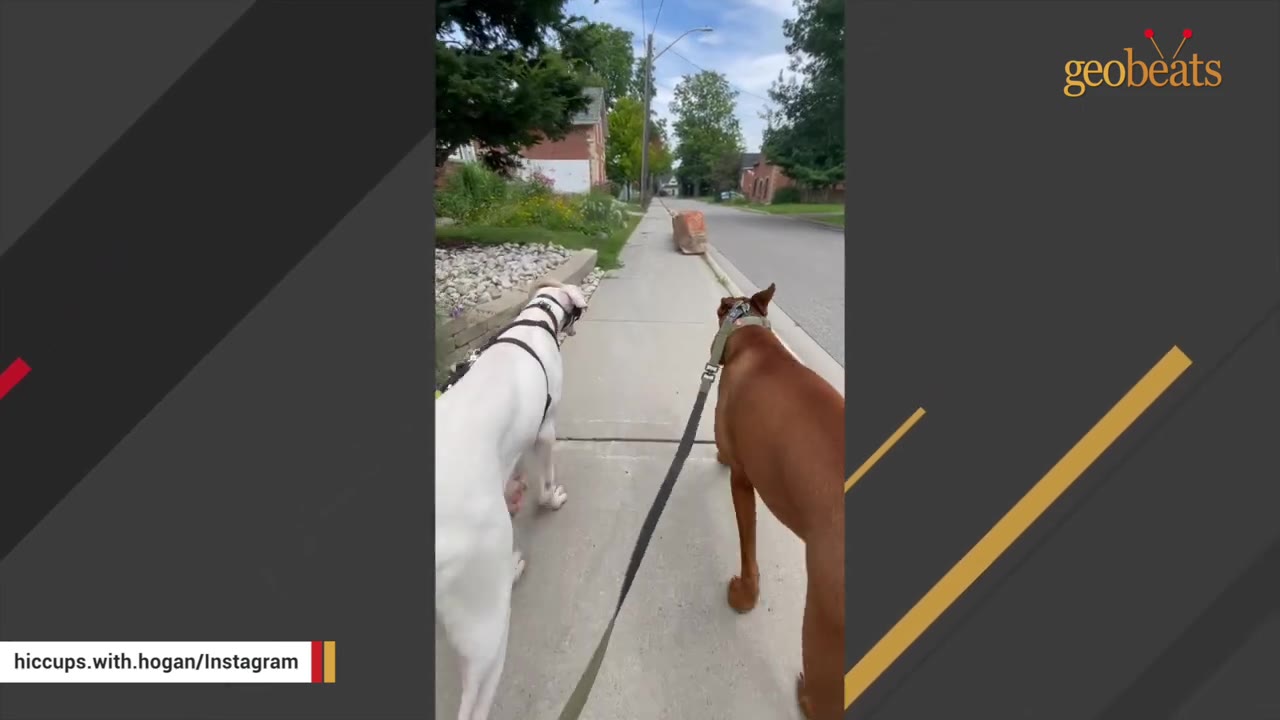 A large white dog and a large brown dog walk side-by-side on leashes along a concrete sidewalk next to a street.