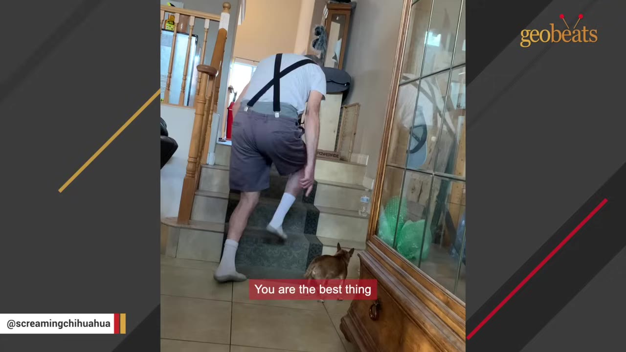 An elderly man wearing suspenders and shorts climbs a carpeted staircase inside a home while a small brown dog watches him from the bottom of the stairs.