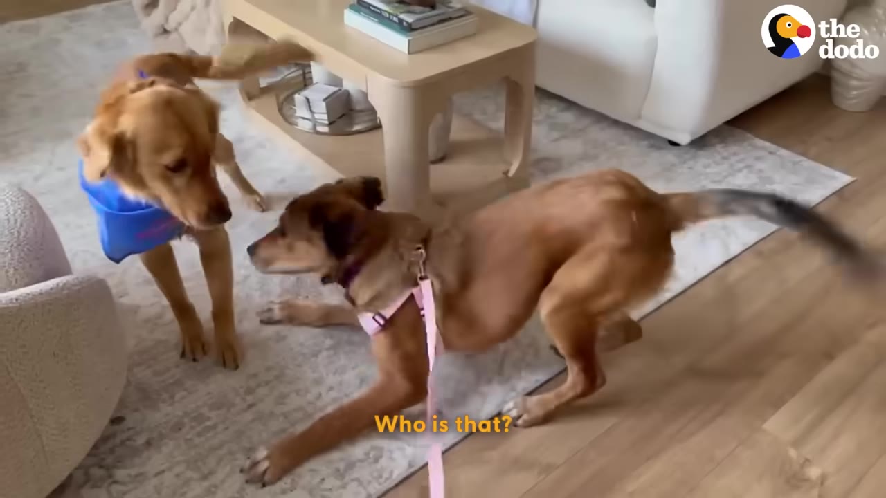 A brown dog wearing a pink harness playfully bows in front of a golden retriever wearing a blue bandana in a living room.