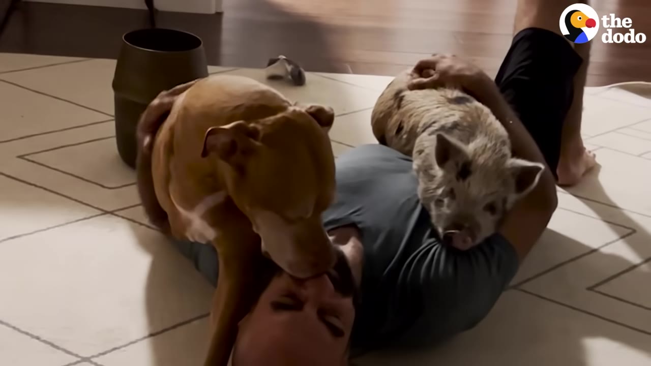 A man lies on his back on a tiled floor while a brown dog licks his face and a small spotted pig rests on his chest.