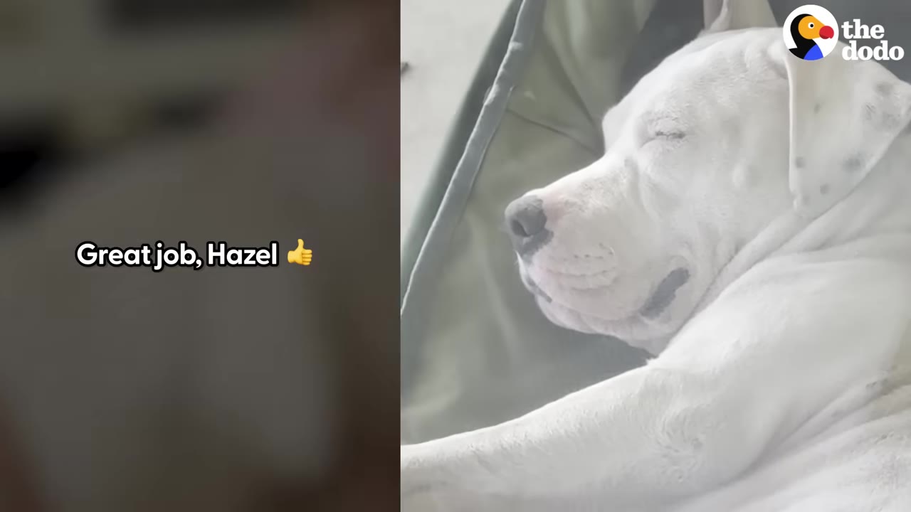 A close-up of a white dog resting with its eyes closed and a gentle smile on its face.