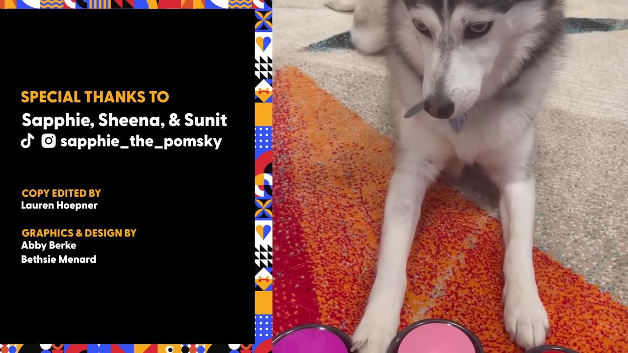A fluffy grey and white Pomsky dog named Sapphie lies on a colorful red and orange rug, looking down intently at sound buttons in front of her.