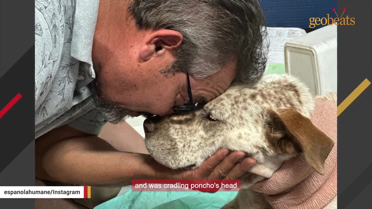 A man gently presses his forehead against the head of a speckled dog wrapped in bandages, cradling the dog's face in his hands.