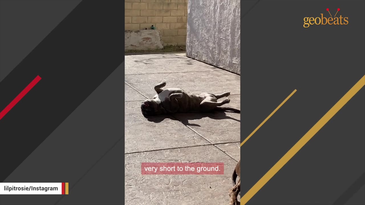 A stocky, brindle-colored dog lies flat on her back on a paved patio, showing her short legs and round belly.