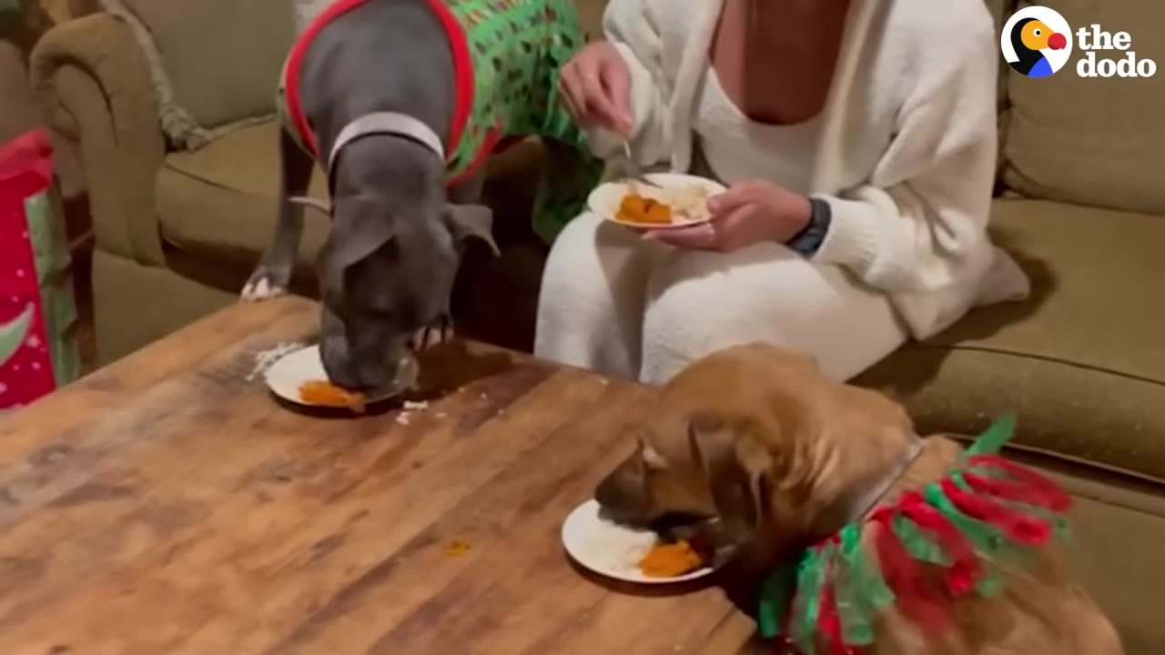 A brown dog wearing a festive red and green collar and a grey dog wearing a green holiday sweater eat food from small plates on a wooden coffee table, while a person in white loungewear sits behind them holding a plate.