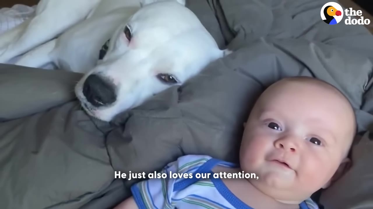 A white dog lies peacefully on a grey blanket next to a smiling baby wearing a blue striped shirt.