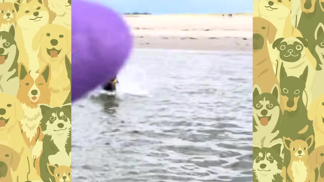 A dog swimming in the ocean water near a sandy beach, with a purple object partially visible in the foreground.