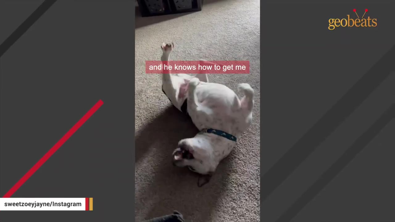 A white and black dog named Bubba rolls playfully on his back on a carpeted floor.