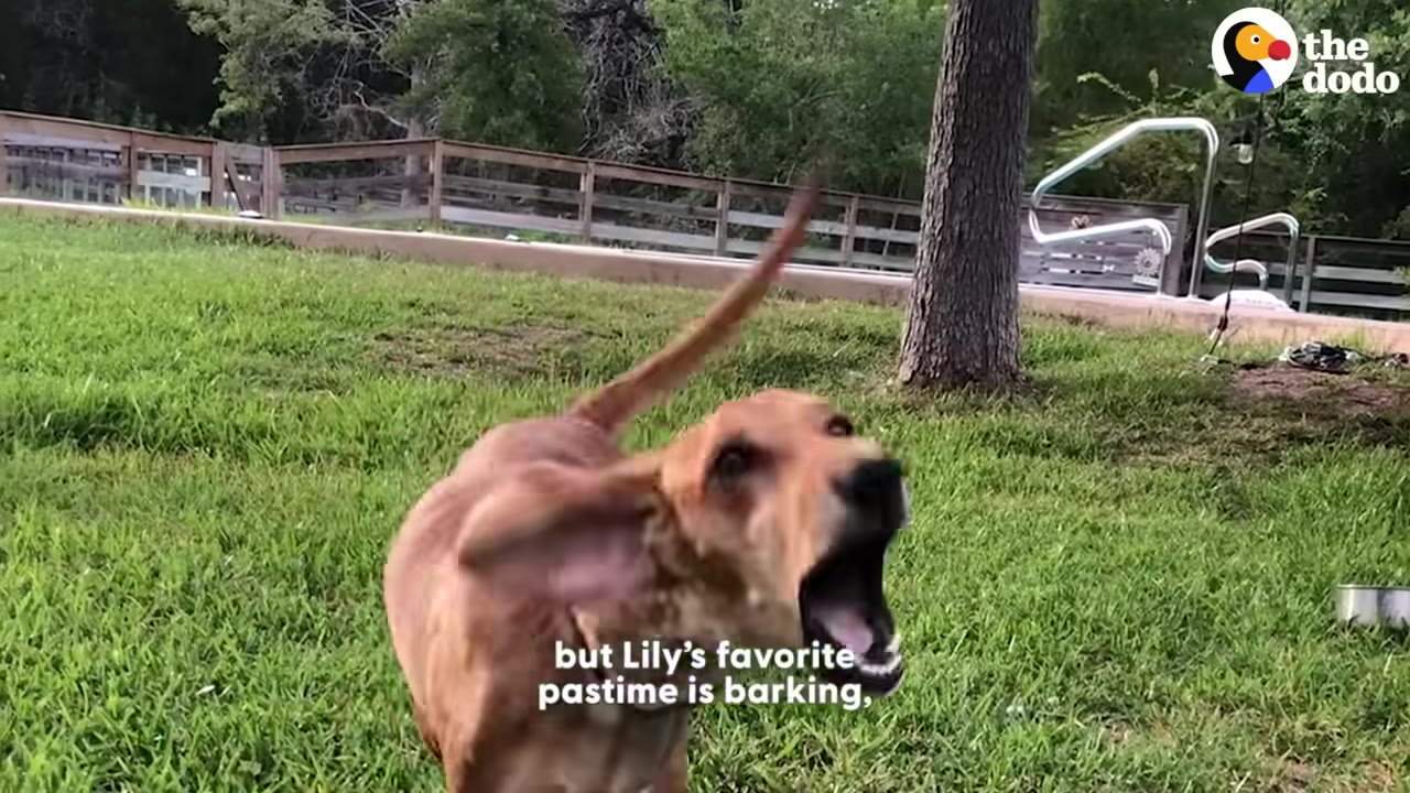 A brown dog stands on a green lawn with its mouth wide open, barking, with its ears and tail raised.