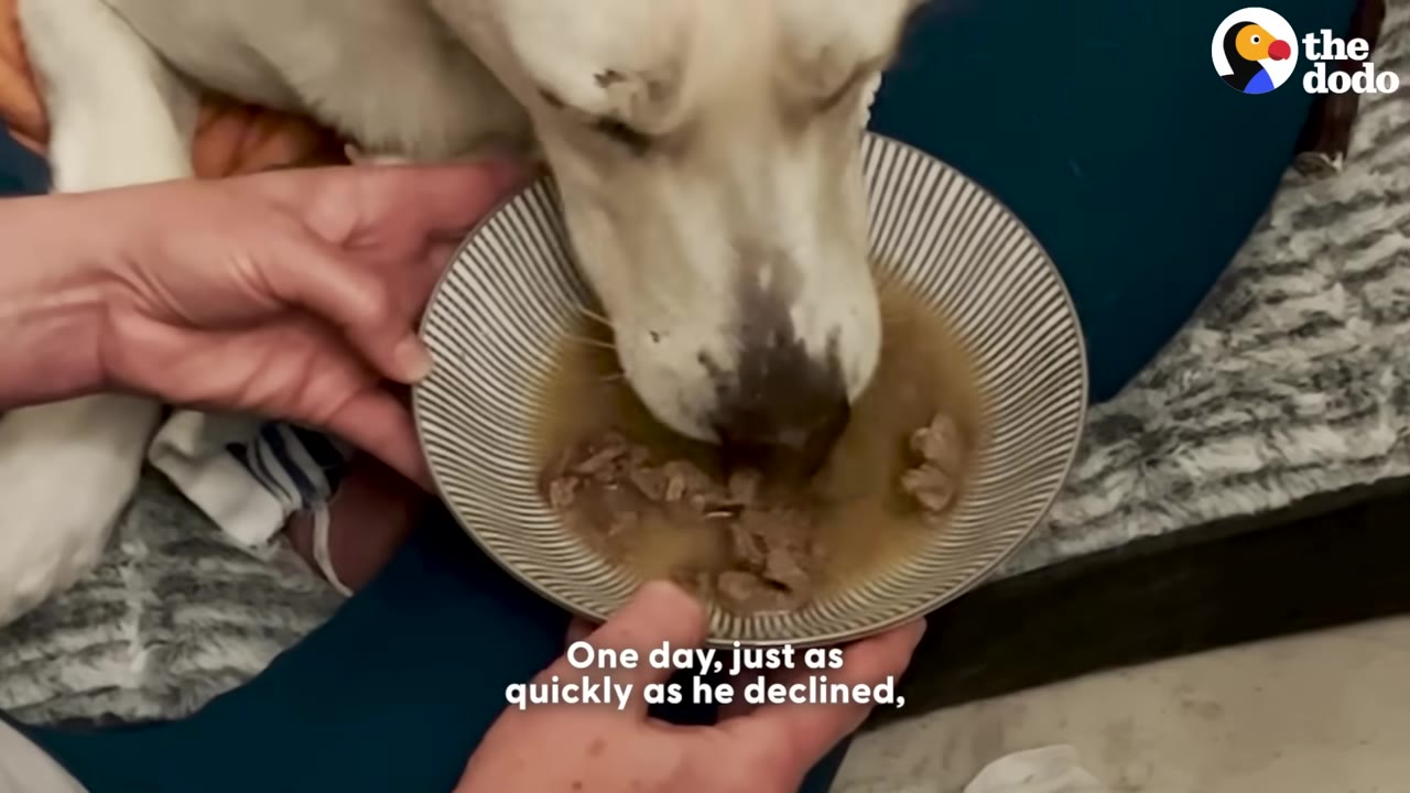 A white dog drinking liquid from a striped bowl held by a person's hands.
