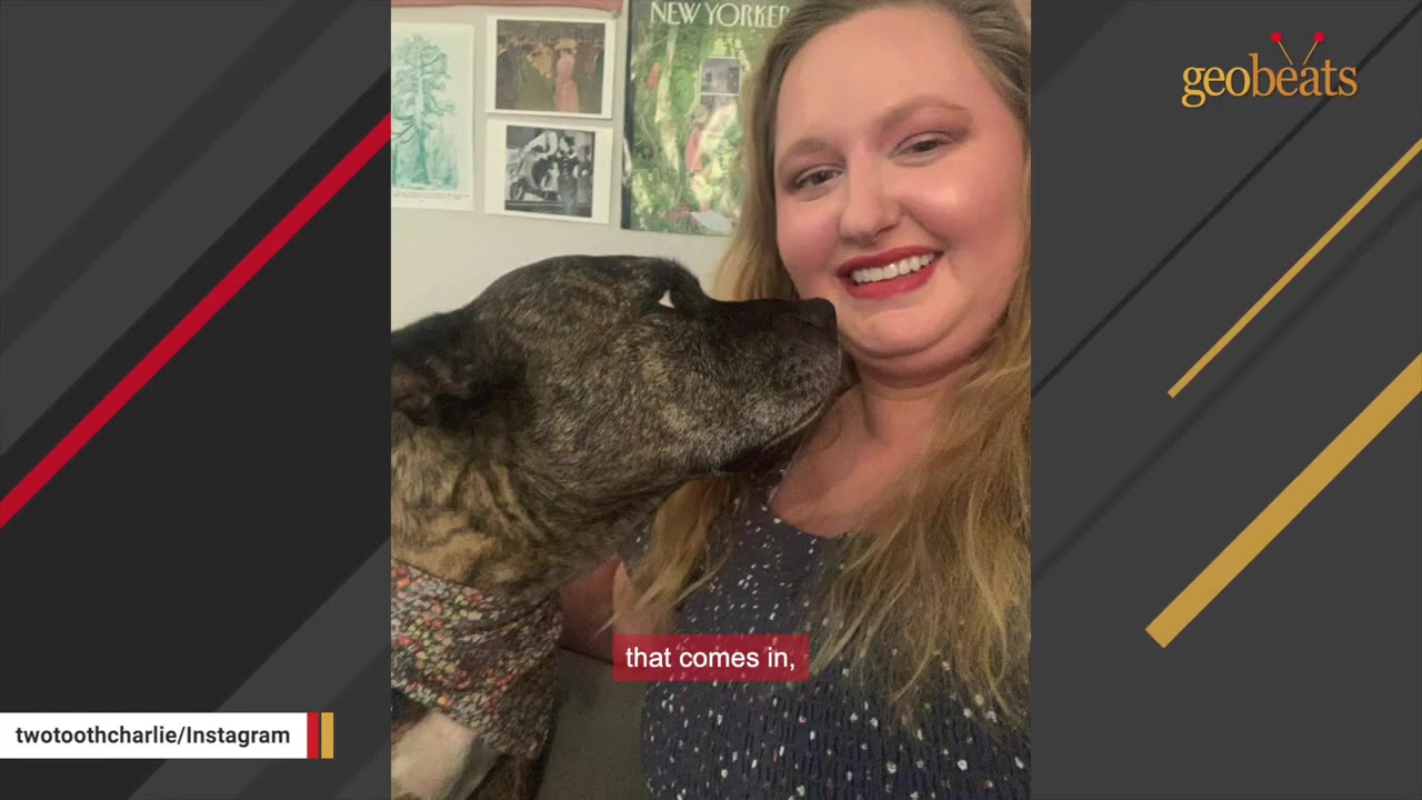 A brindle dog wearing a floral bandana sniffs the chin of a smiling woman indoors.