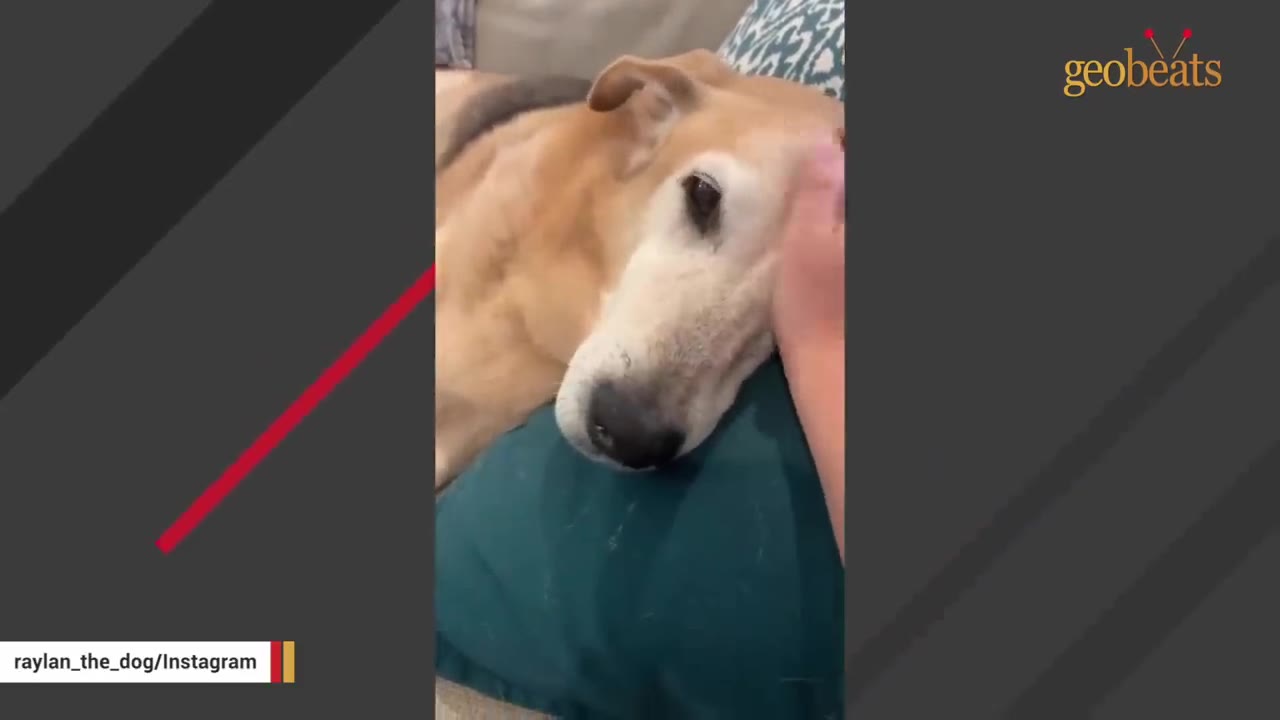A close-up shot of an elderly tan and white dog resting its head on a teal cushion while a hand gently pets its head.