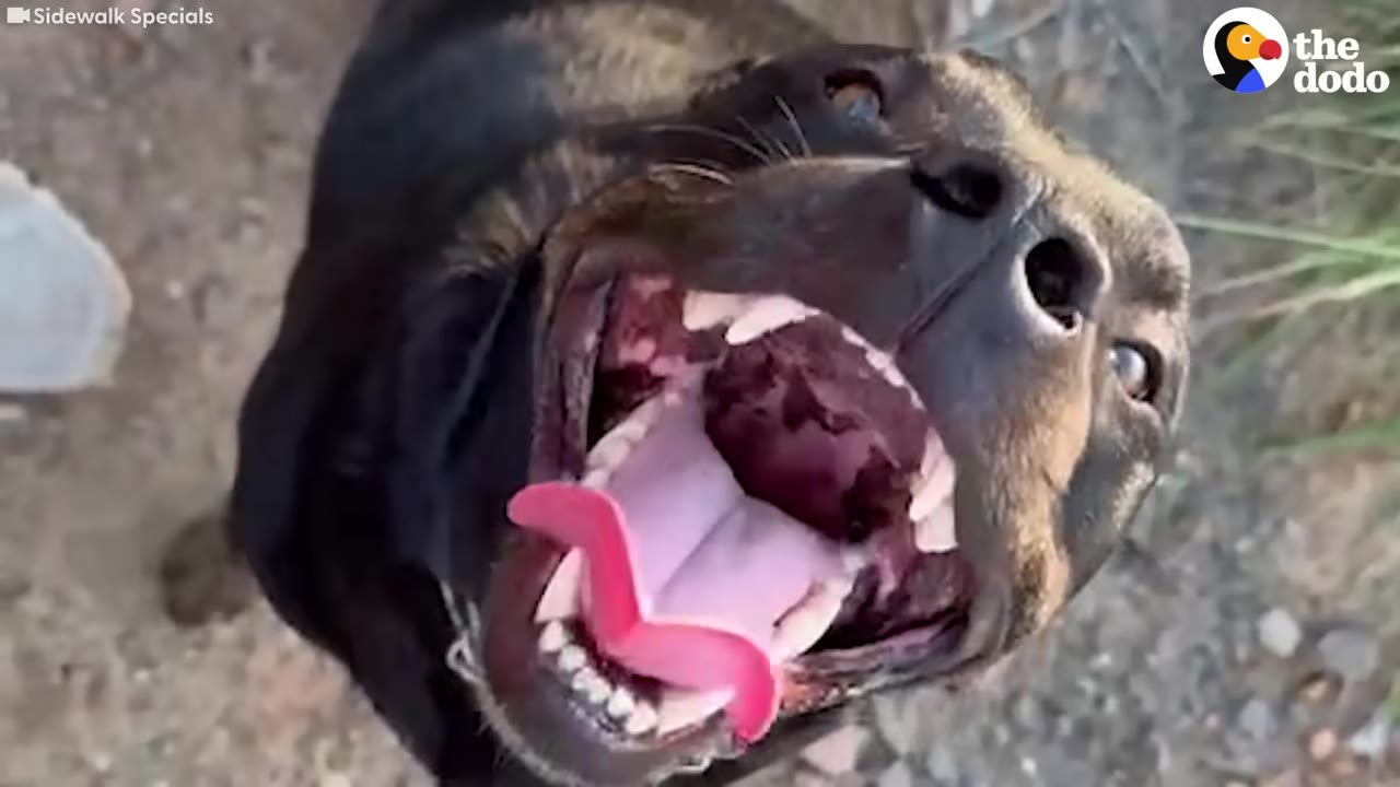 A close-up, high-angle shot of a happy black dog looking up with its mouth wide open in a joyful expression.