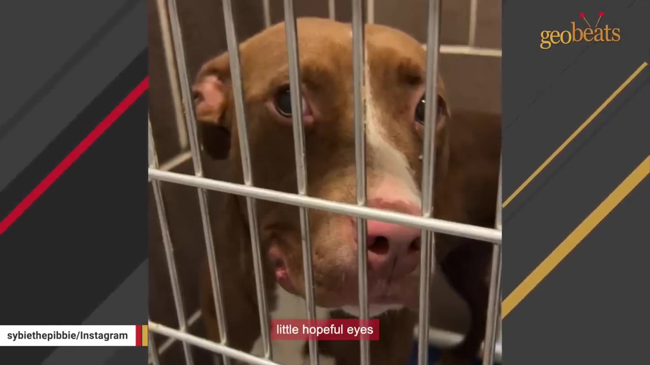 A brown and white dog with sad, hopeful eyes looks out from behind the metal bars of a shelter cage.