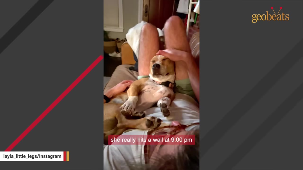 A small brown and white dog lies on its back, fast asleep on a person's lap while being gently petted on the head.