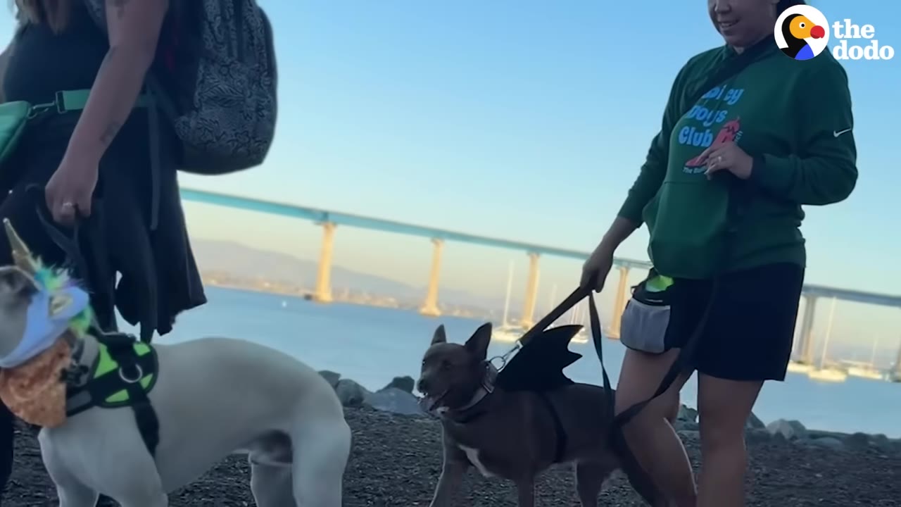 Two people walking their dogs on leashes along a waterfront path, with one dog wearing a unicorn horn and another wearing bat wings, with a large bridge in the background.