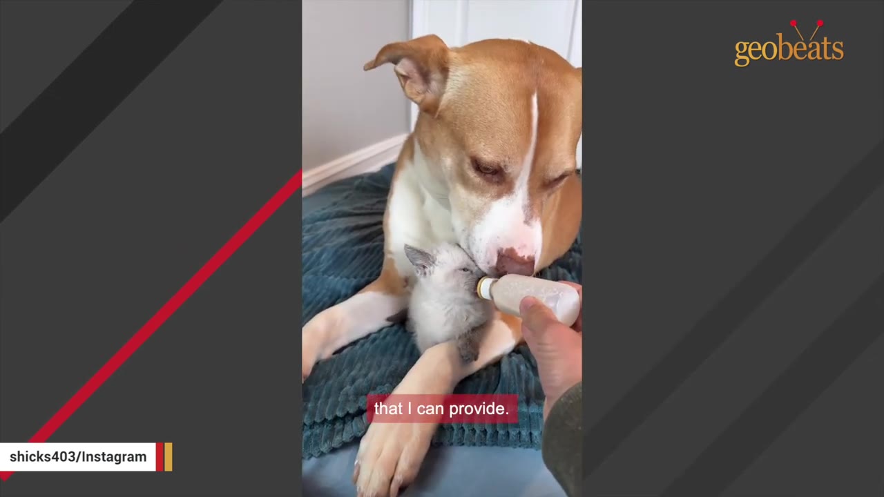 A person bottle-feeds a tiny Siamese kitten resting on a blue blanket next to a tan and white dog.
