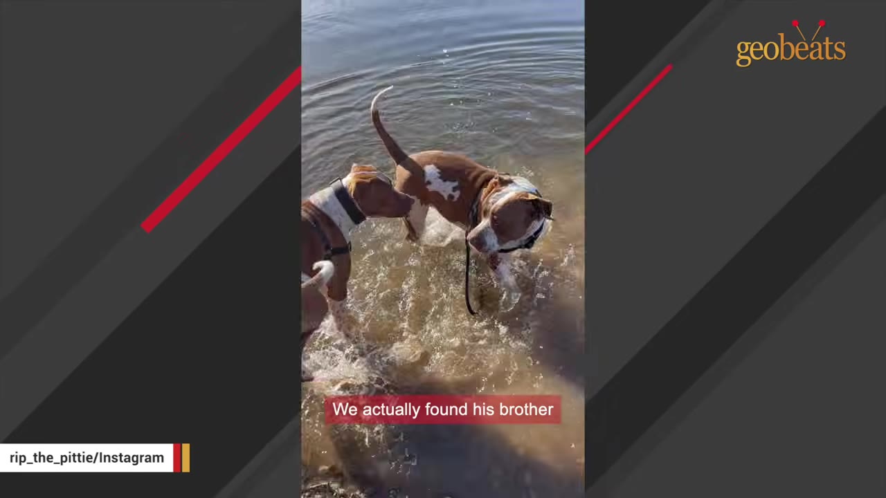 Two brown and white dogs splash and play together in shallow water near a shoreline.