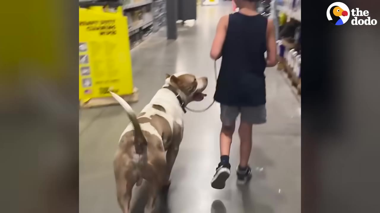 A brown and white dog on a leash walks happily next to a child in a store aisle, looking up at them.