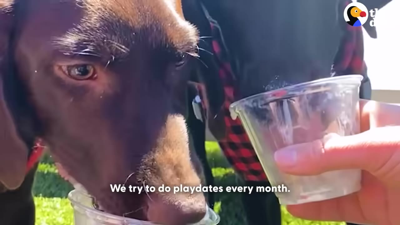 A close-up of a brown dog licking from a cup held by a person, with another dog wearing a red plaid shirt standing nearby, and text on screen reading 'We try to do playdates every month.'