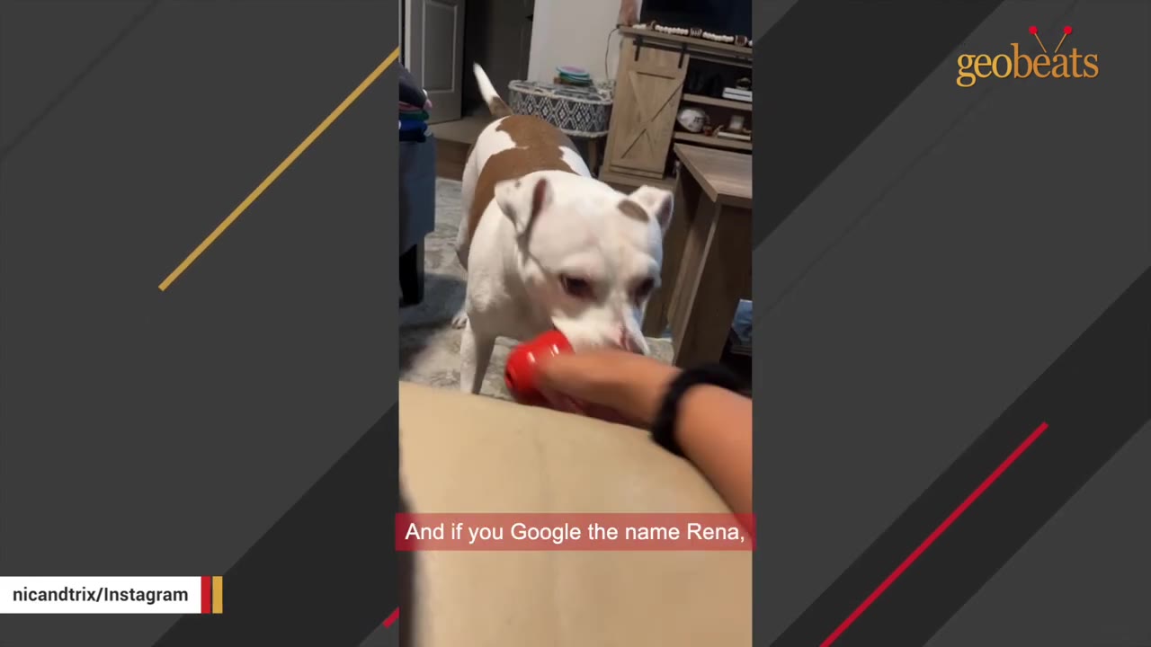 A white dog with brown patches playing with a red toy held by a person.