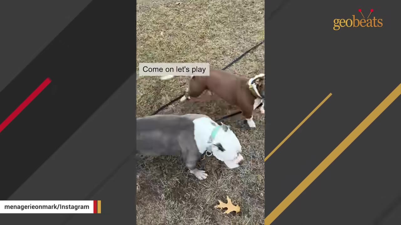 Two pit bull mix dogs, one grey and white and one brown and white, playing together on a grassy field.