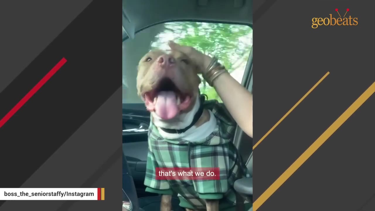 A brown and white dog wearing a green plaid hoodie sits in the passenger seat of a car, looking happy with its tongue out as a person's hand gently pets its head.
