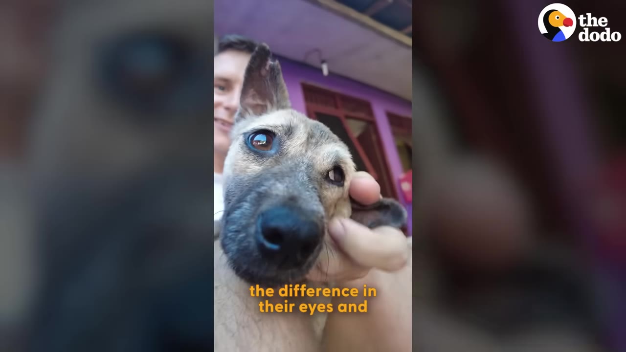 A close-up of a dog's face being gently held by a person, highlighting the dog's bright, expressive eyes.