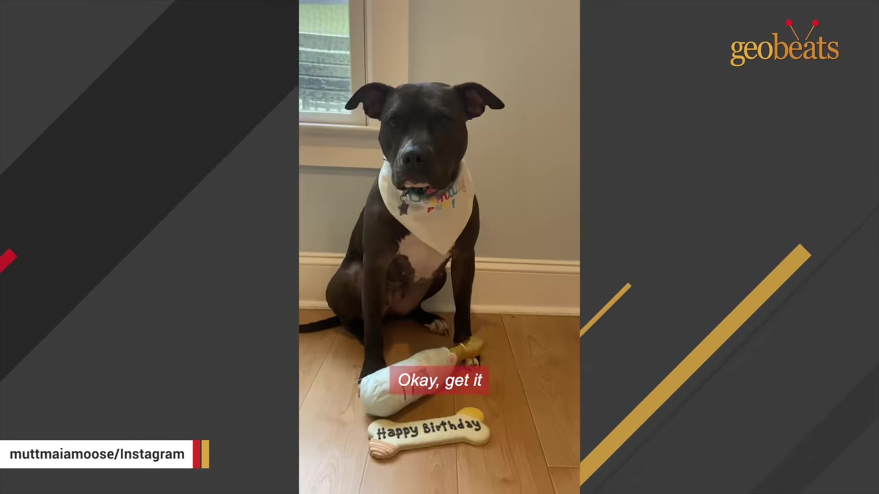 A black and white pit bull mix named Moose sits on a wooden floor wearing a white bandana, with a plush toy bottle and a bone-shaped toy that says 'Happy Birthday' in front of him.