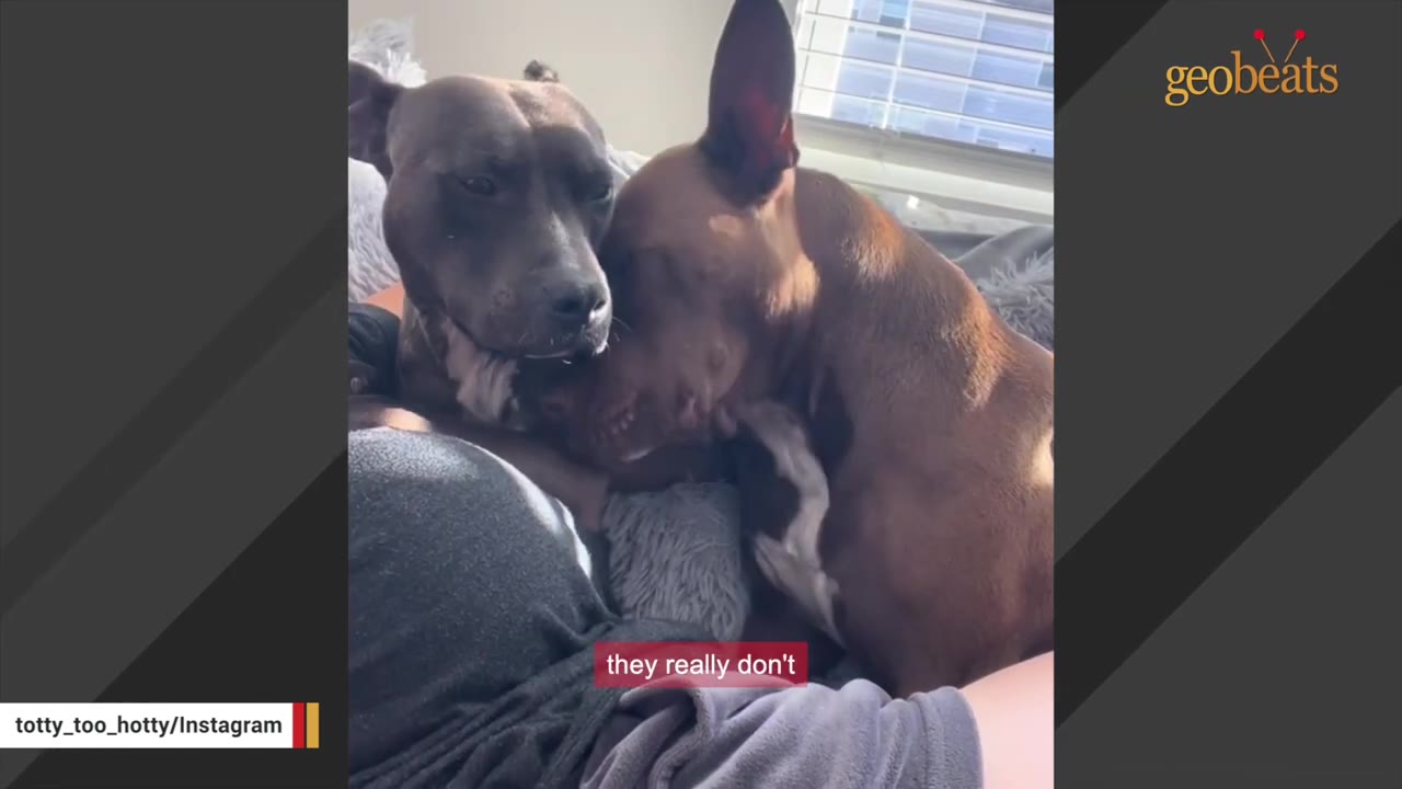 Two brown dogs cuddle together affectionately on a person's lap.