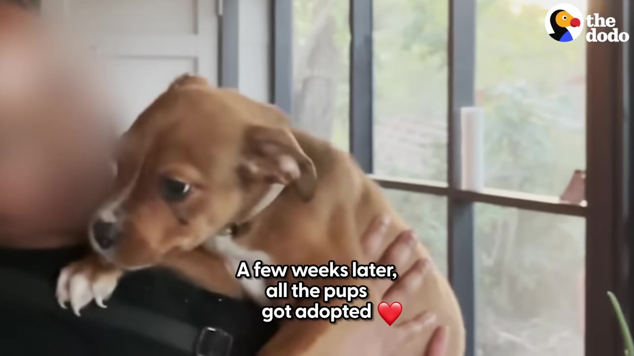 A brown and white puppy is held in a person's arms, with text overlay reading 'A few weeks later, all the pups got adopted'.