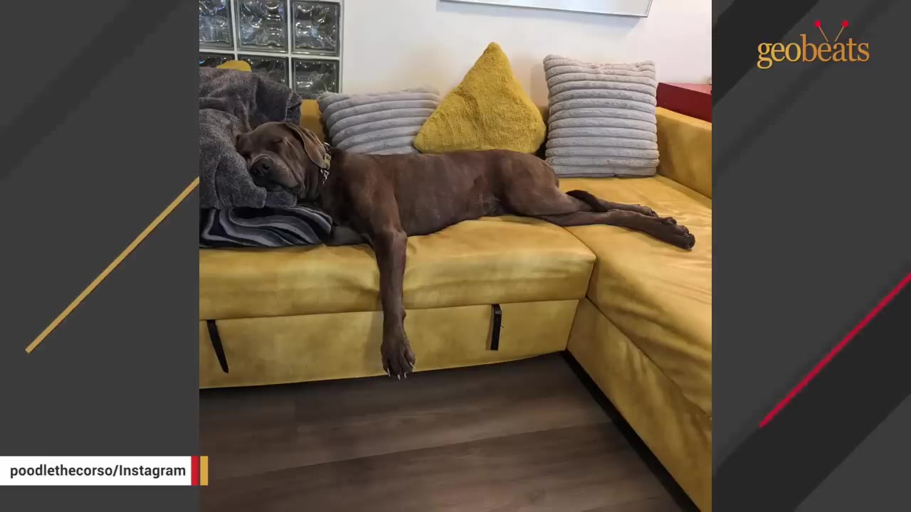 A large brown dog sleeps comfortably, stretched out on a yellow sectional sofa with its head resting on a grey blanket.