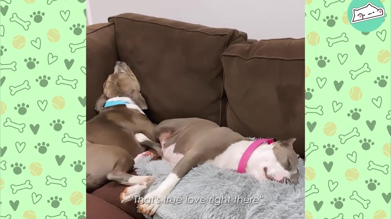 Two pit bull mix dogs sleeping peacefully next to each other on a brown couch.