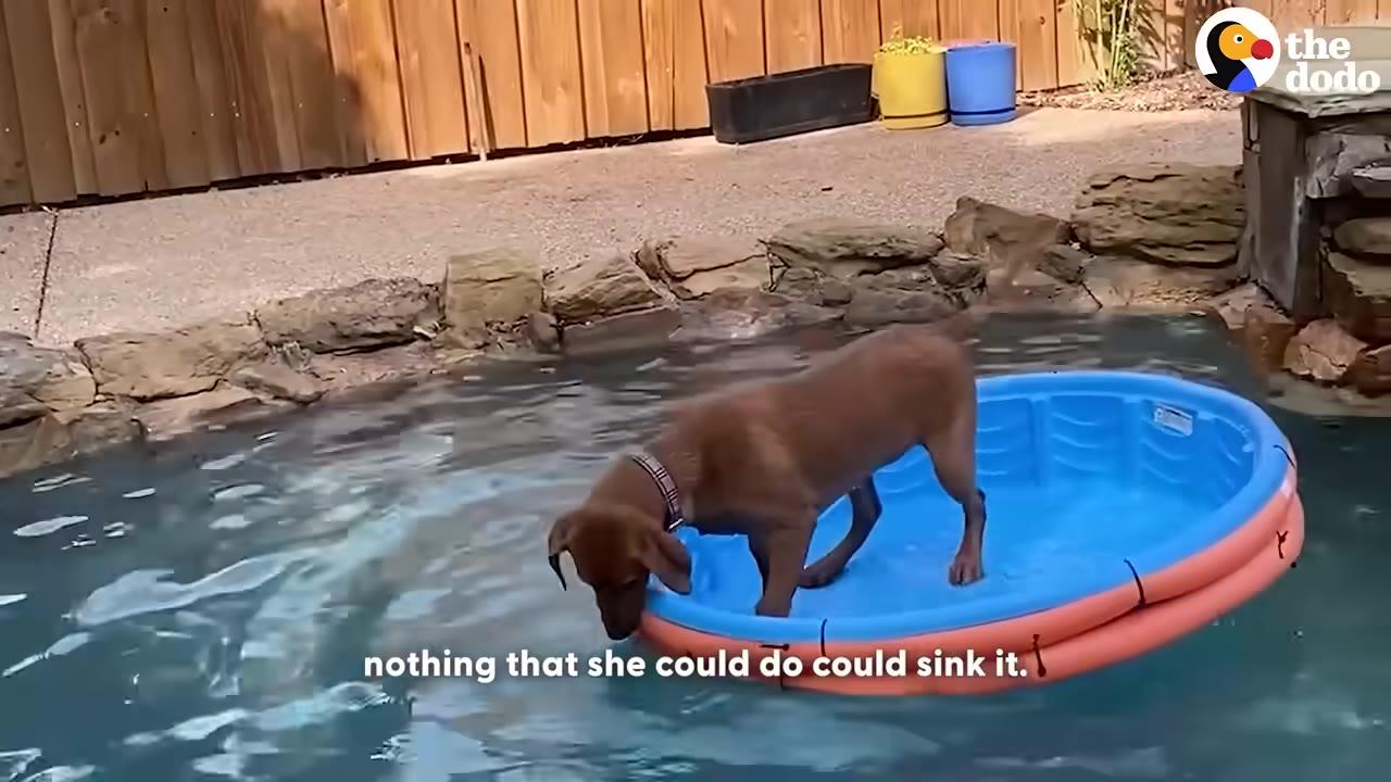 A brown dog stands inside a small blue plastic pool floating in a larger swimming pool, leaning over the edge as if trying to tip it over.