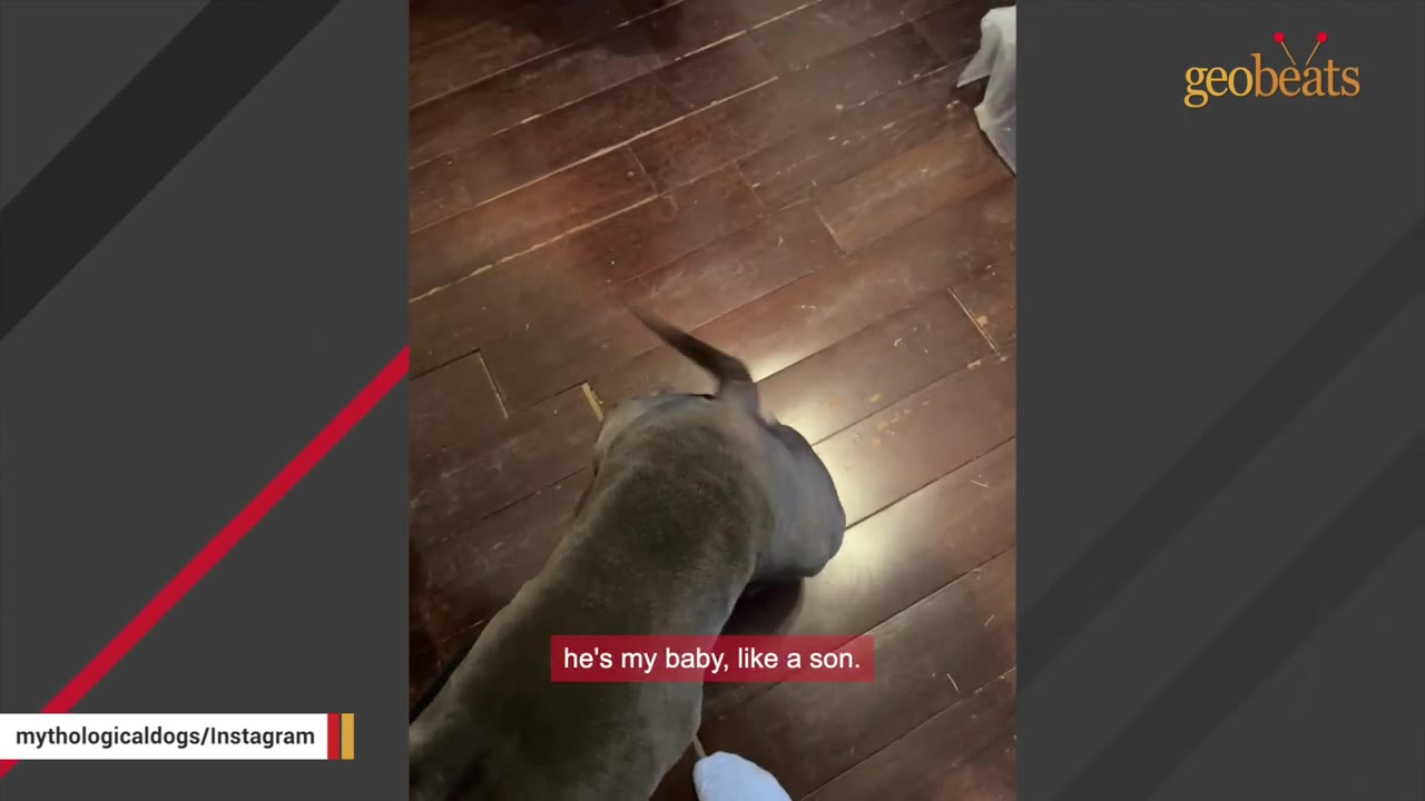 A top-down view of a grey dog wagging its tail on a wooden floor, with a text overlay that reads 'he's my baby, like a son.'
