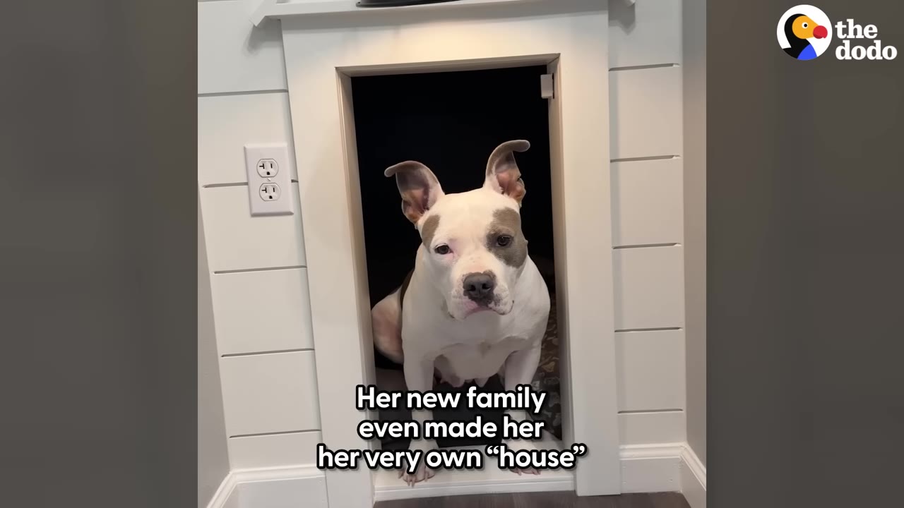 A white and grey dog sits inside a small, custom-built doorway built into a white shiplap wall.