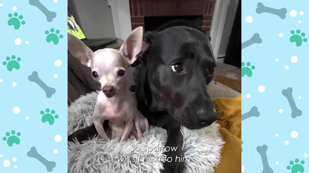 A small, light-colored Chihuahua and a large black dog sit side-by-side on a fluffy grey pet bed, looking directly at the camera.