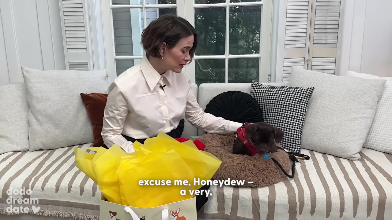 Sarah Paulson sits on a striped couch next to a small brown dog named Honeydew, with a gift bag filled with yellow tissue paper in the foreground.