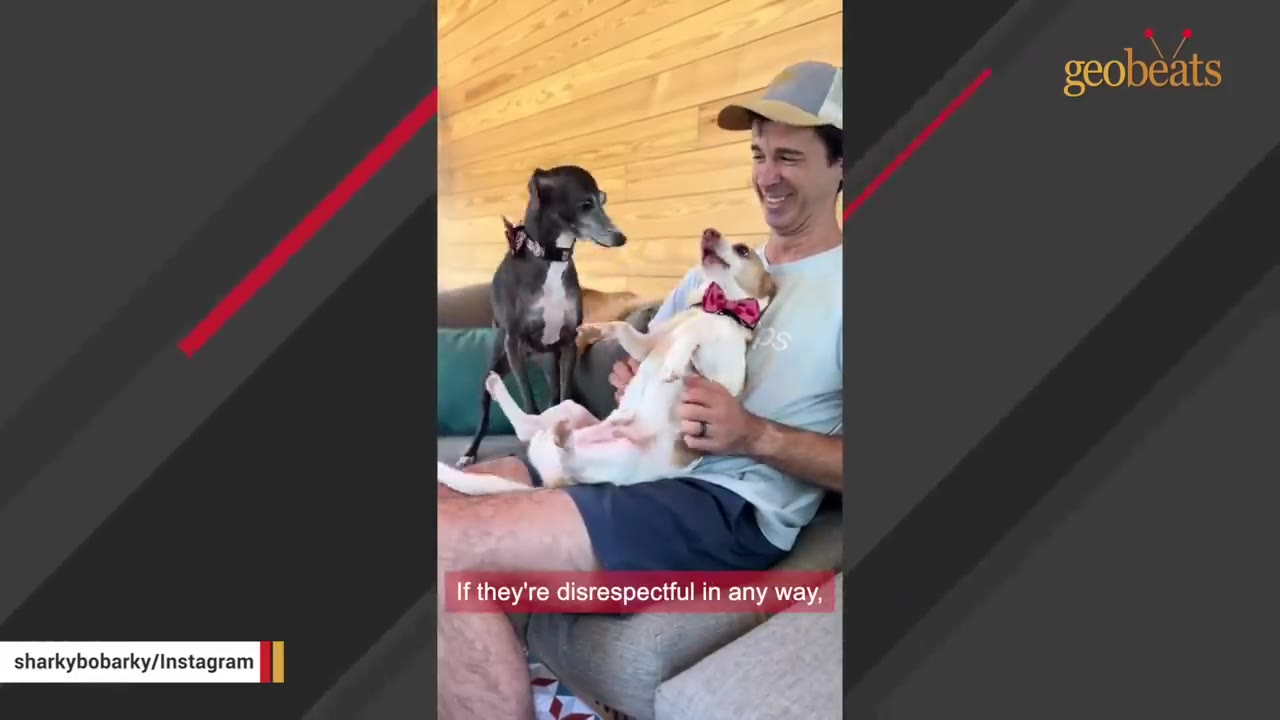 A small white and brown dog wearing a pink bow tie sits on a man's lap and barks at a greyhound-like dog standing on the couch next to them.