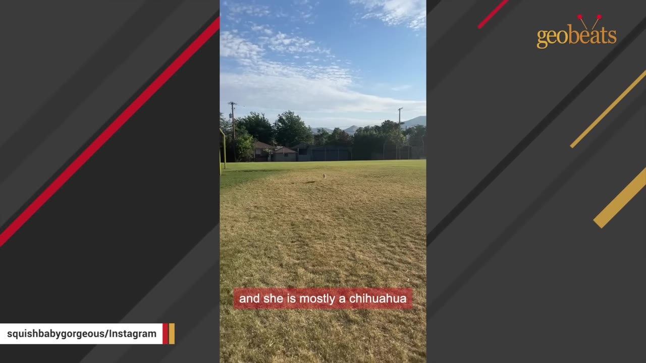 A wide shot of a grassy field under a blue sky with a tiny dog running in the distance, with a text overlay reading 'and she is mostly a chihuahua'.