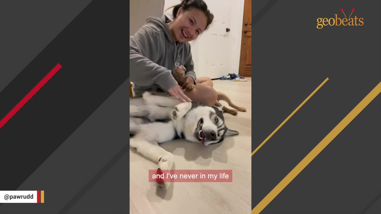 A woman smiles as she pets a husky lying on its back on the floor, showing a wide, happy grin.