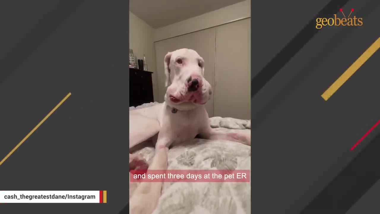A white Great Dane with a severely swollen muzzle and face lies on a bed.