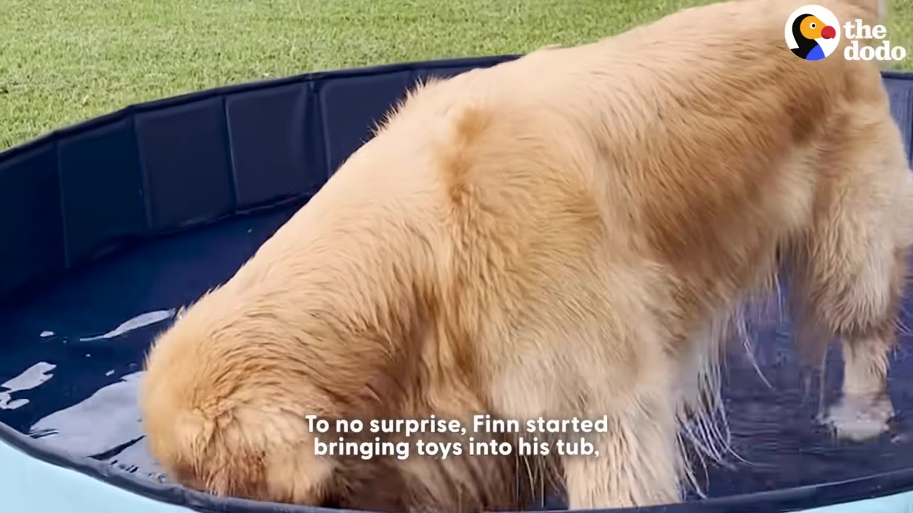 A golden retriever stands inside a blue plastic pool filled with water, dipping his head down into the water.