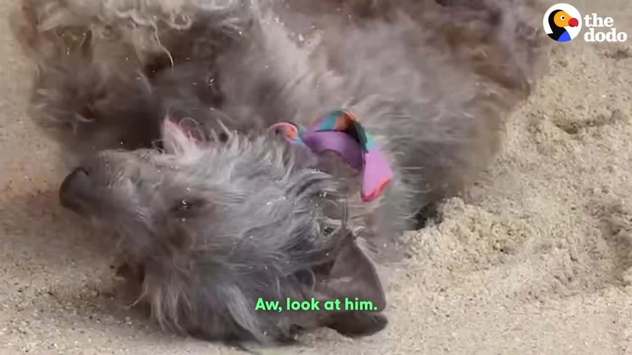 A fluffy grey dog wearing a colorful collar rolls playfully on its back in the sand.