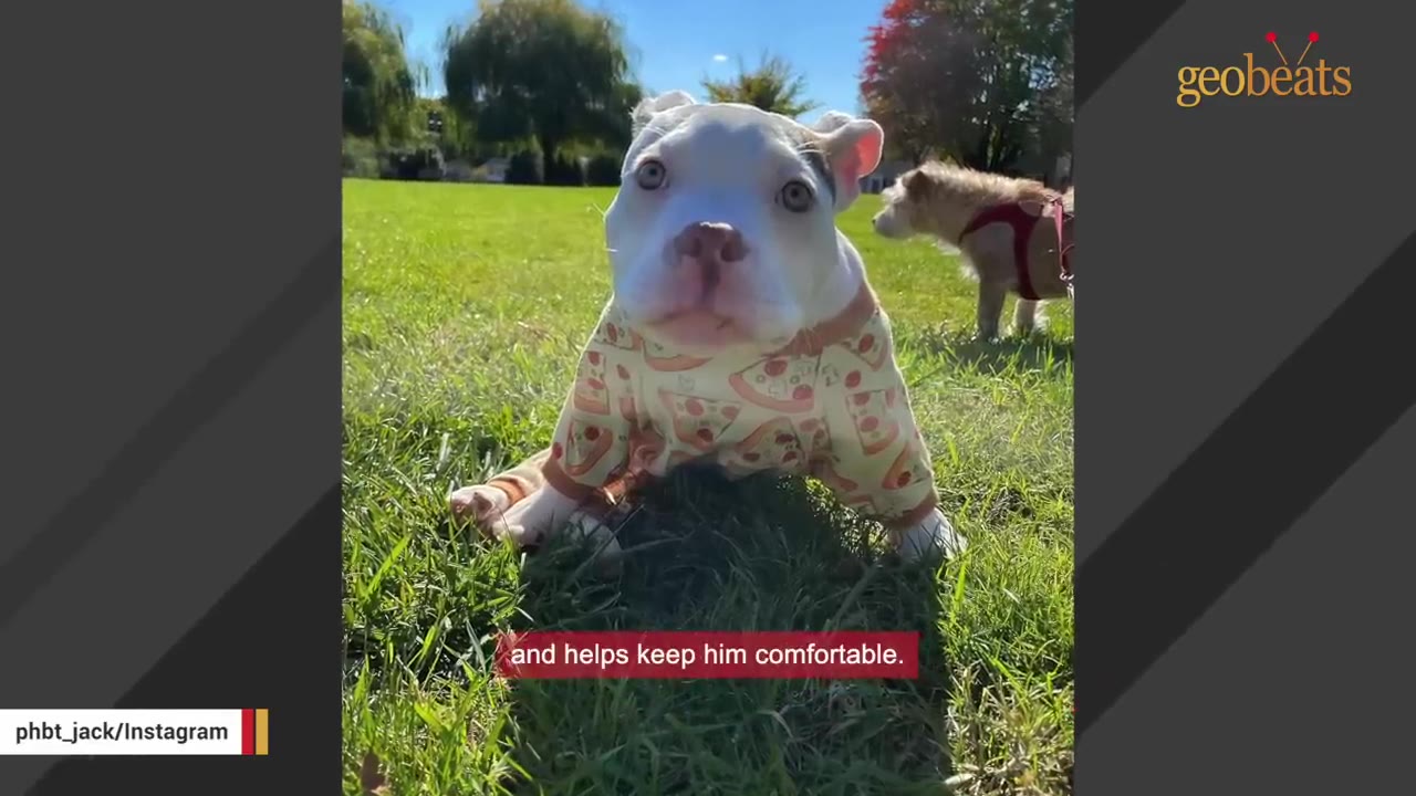 A white and brown dog wearing a pizza-patterned shirt sits on green grass.