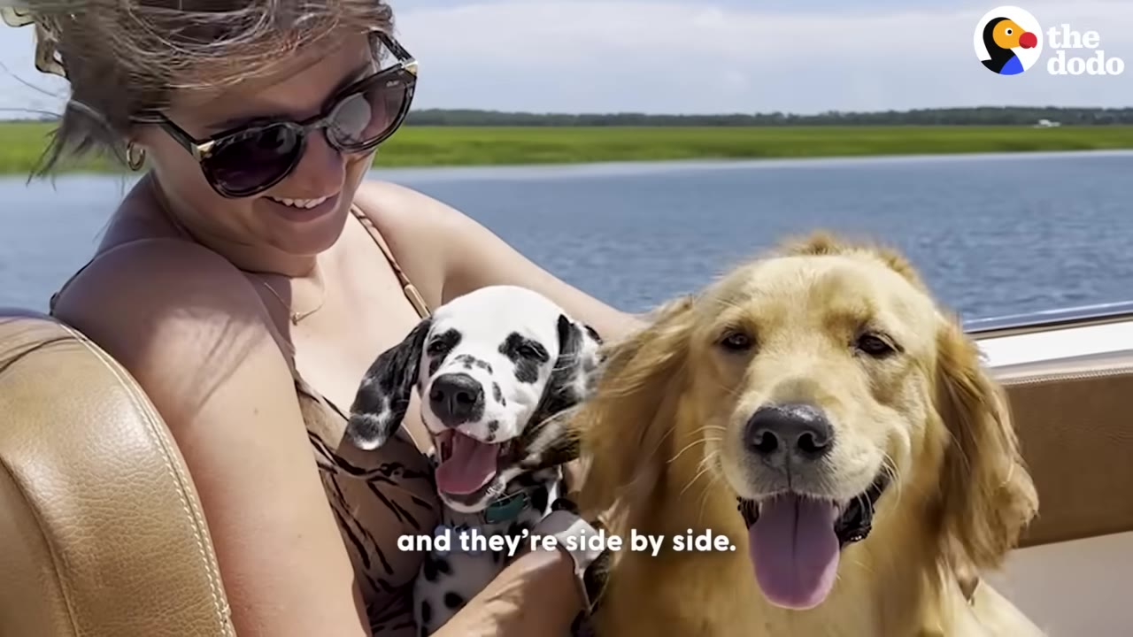 A smiling woman in sunglasses holds a Dalmatian puppy next to a happy Golden Retriever on a boat with water in the background.